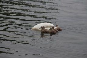 swan swimming with cygnets