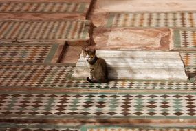 cat on the carpet