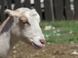 grazing white farm goat