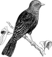 cowbird as an illustration