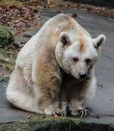 Brown bear on ground