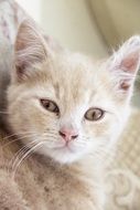 white kitten on the couch