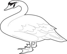 image of a goose