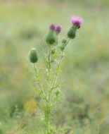 deliciously beautiful Thistle Plant