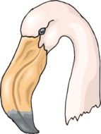 flamingo head drawing