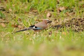 bird with a tail in the meadow