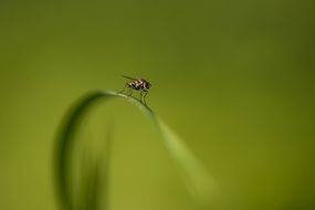 Macro photo of the fly on the plant