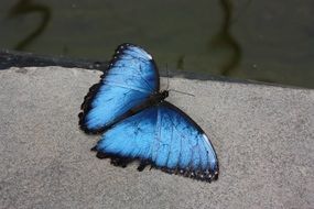 blue and black butterfly