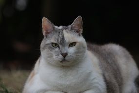 Big three coloured cat