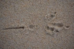 footprint of a bird on the sand