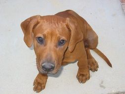 Rhodesian Ridgeback