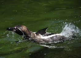 portrait of humboldt penguin splashing in the water