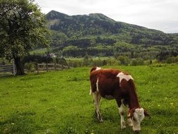cow on the pasture nearby Chiemsee