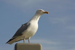 Gull Bird closeup