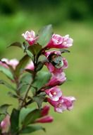 Bumblebee in Pink flower
