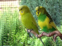 perched budgerigars