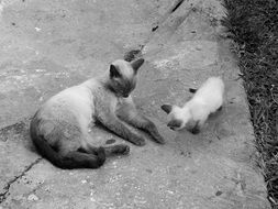 Black and white photo of the lying cats