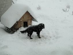 Winter Snow house for Dog