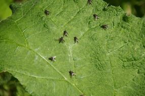 small insects on a green leaf