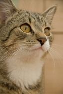portrait of a beautiful domestic cat