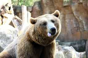 bear stands near stones