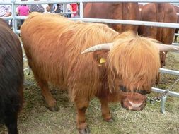 beautiful and cute Beef