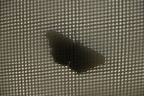 beautiful and cute Butterfly Silhouette