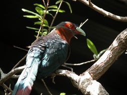 charming Jungle Bird