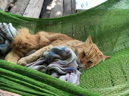 Cat is sleeping in the hammock