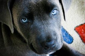 portrait of cute black Puppy Dog with blue eyes