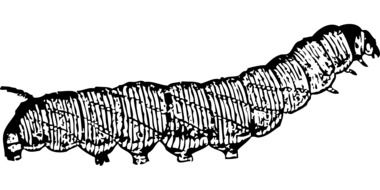 Caterpillar Insect drawing