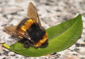 Hummel on the leaf