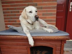 stunningly beautiful Labrador