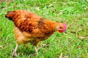 red farm chicken