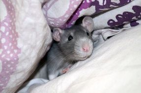 gray home mouse