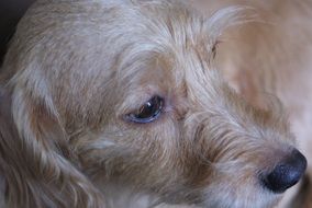 closeup dog profile