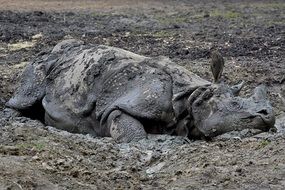 rhino in mud