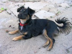 dog in a red collar on the pavement