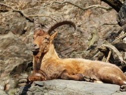 capricorn lies on a rock background