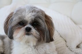 White Grey Cute Shih Tzu