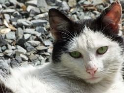 green-eyed serious cat