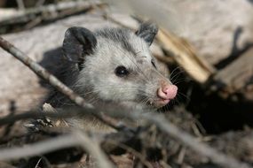 Virginiana Didelphis opossum in wild