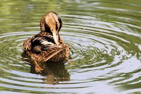 mallard cleans feathers in water