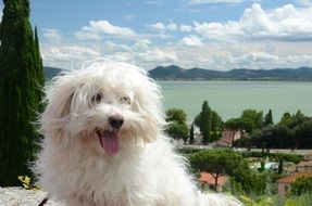 Dog White Maltese