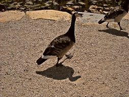 Photo of wild Geese walking