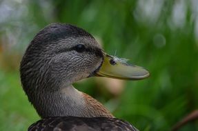 Portrait of the cute, beautiful and colorful duck among the plants