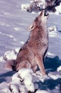 coyote howls while sitting in the snow