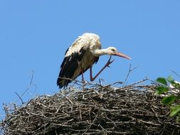 itching Stork on Nest at sky