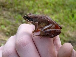 agile frog on hand