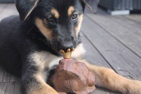 Adorable Puppy and frog statue